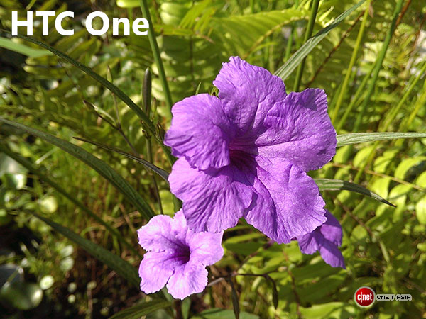 htcone flower sc