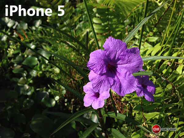 iphone flower sc