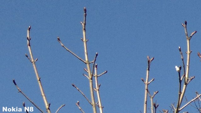 Branch N8