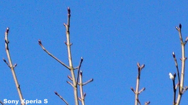 Branch XS