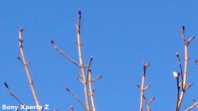 Branch XZ