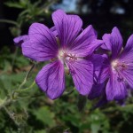 Nahaufnahme Blumen Kamera