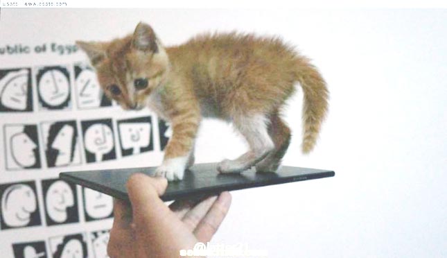 Das Xperia Z Ultra? (Bild: xda) Das Xperia Z Ultra? (Bild: xda)