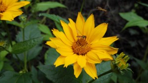 Huawei Ascend P7 Kamera Makro Blume (Bild: N-Droid.de)